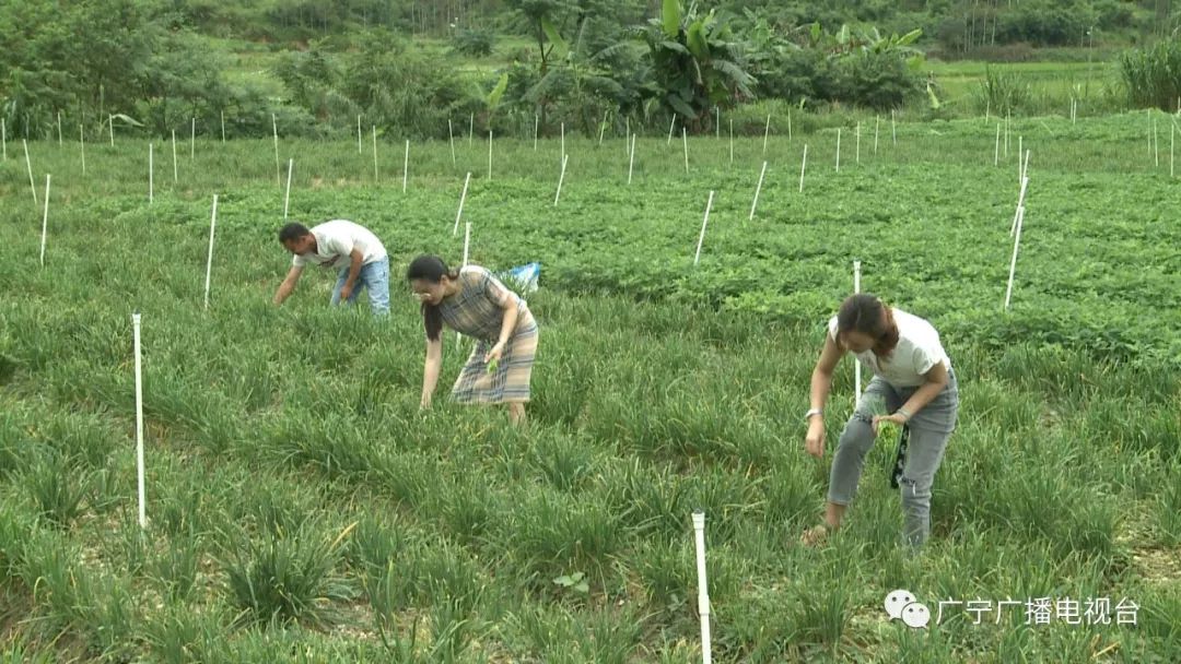 种植致富新项目_种植带动致富_种植致富业