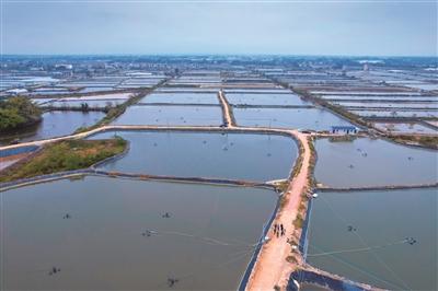 广西鲶鱼养殖基地_广西鲶鱼养殖技术_养殖广西鲶鱼技术与管理