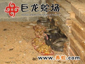 无毒蛇养殖技术_无毒蛇养殖的利润与风险_无毒养殖蛇技术要求