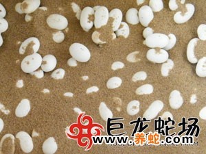 无毒蛇养殖技术_无毒养殖蛇技术要求_无毒蛇养殖的利润与风险