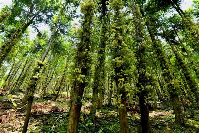 秋冬种植石斛技术视频_秋冬种植石斛技术与管理_秋冬石斛种植技术