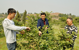 种柠檬的土_土柠檬种植致富_致富柠檬种植土壤怎么样