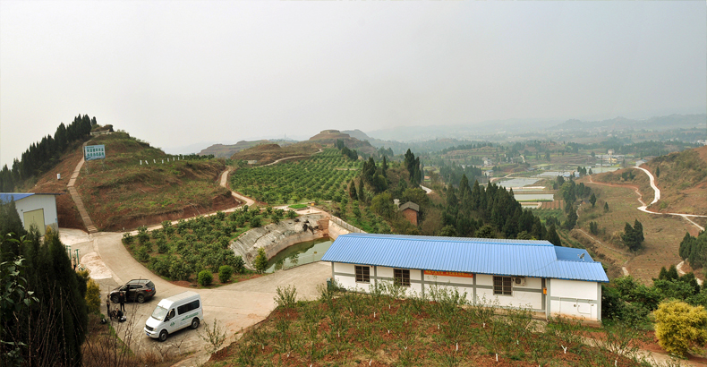 种柠檬的土_致富柠檬种植土壤怎么样_土柠檬种植致富