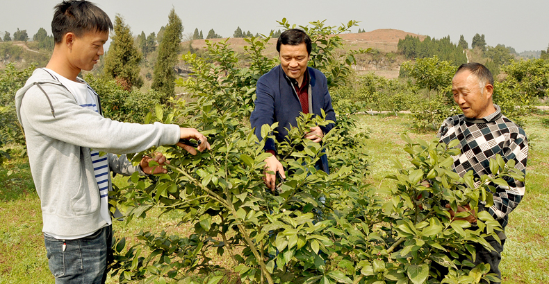 土柠檬种植致富_致富柠檬种植土壤怎么样_种柠檬的土