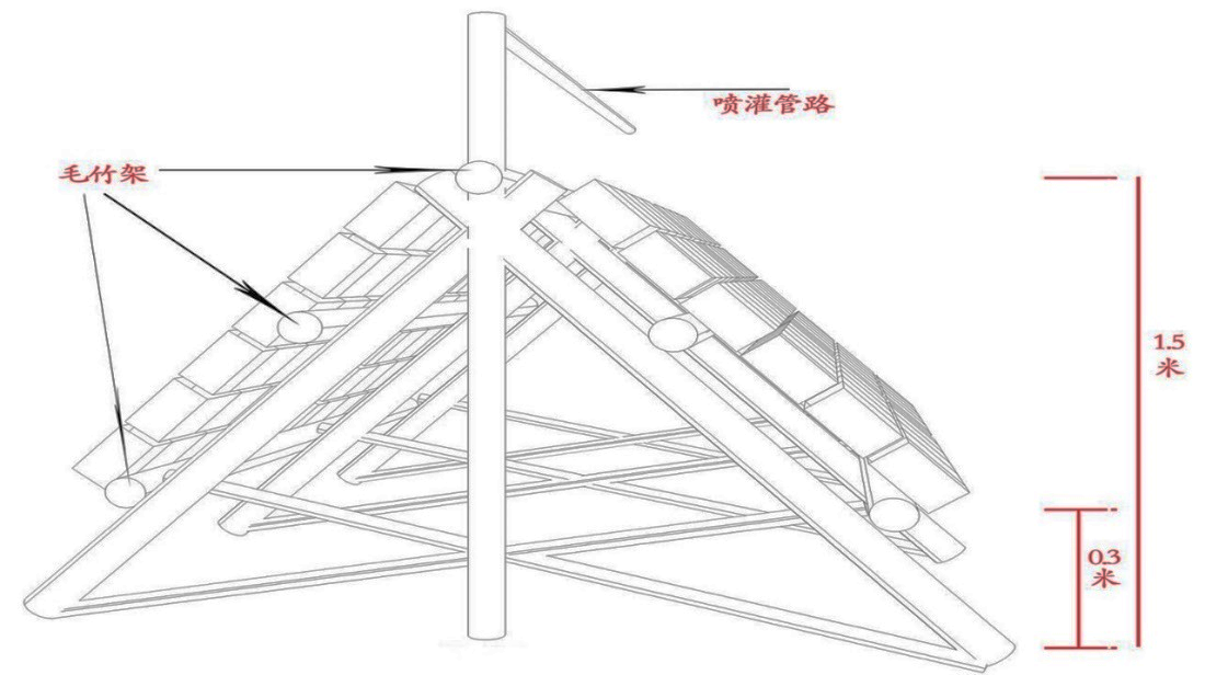 秋冬石斛种植技术_秋冬石斛怎么养_秋冬种植石斛技术与管理