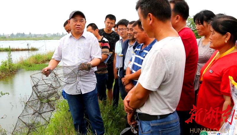 益阳龙虾养殖基地_岳阳养殖龙虾致富_益阳龙虾养殖