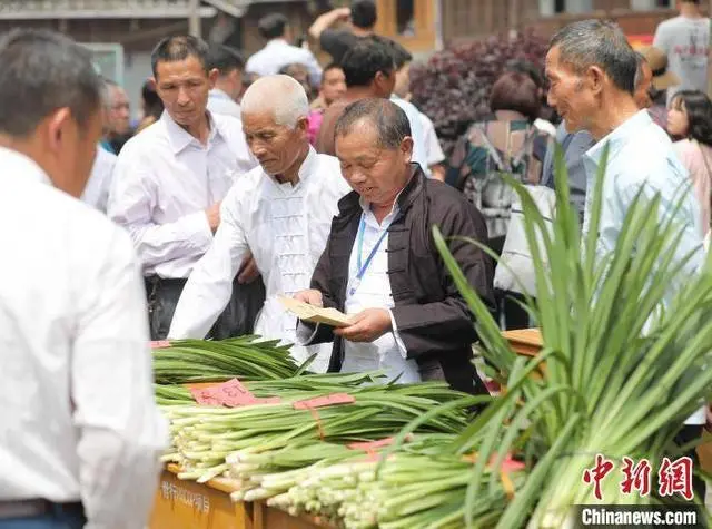 广西韭菜基地_广西韭菜种植技术视频_广西哪里种韭菜多