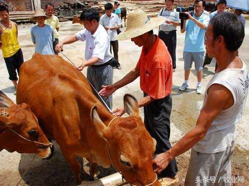 养牛你必须要做到这些 养牛高效窍门