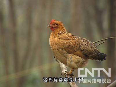 致富经鸡粪发酵视频_发酵鸡粪技术_鸡粪发酵设备视频演示