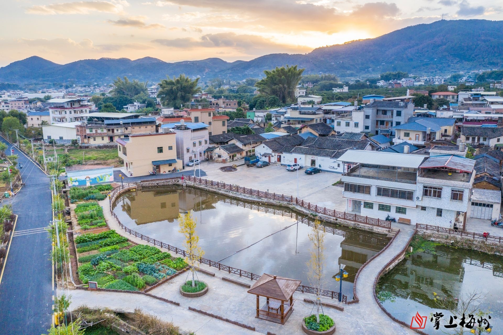 土柠檬种植致富_种植柠檬_种柠檬的土