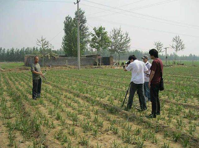 河南种植业致富项目_河南致富项目_致富经河南种植什么