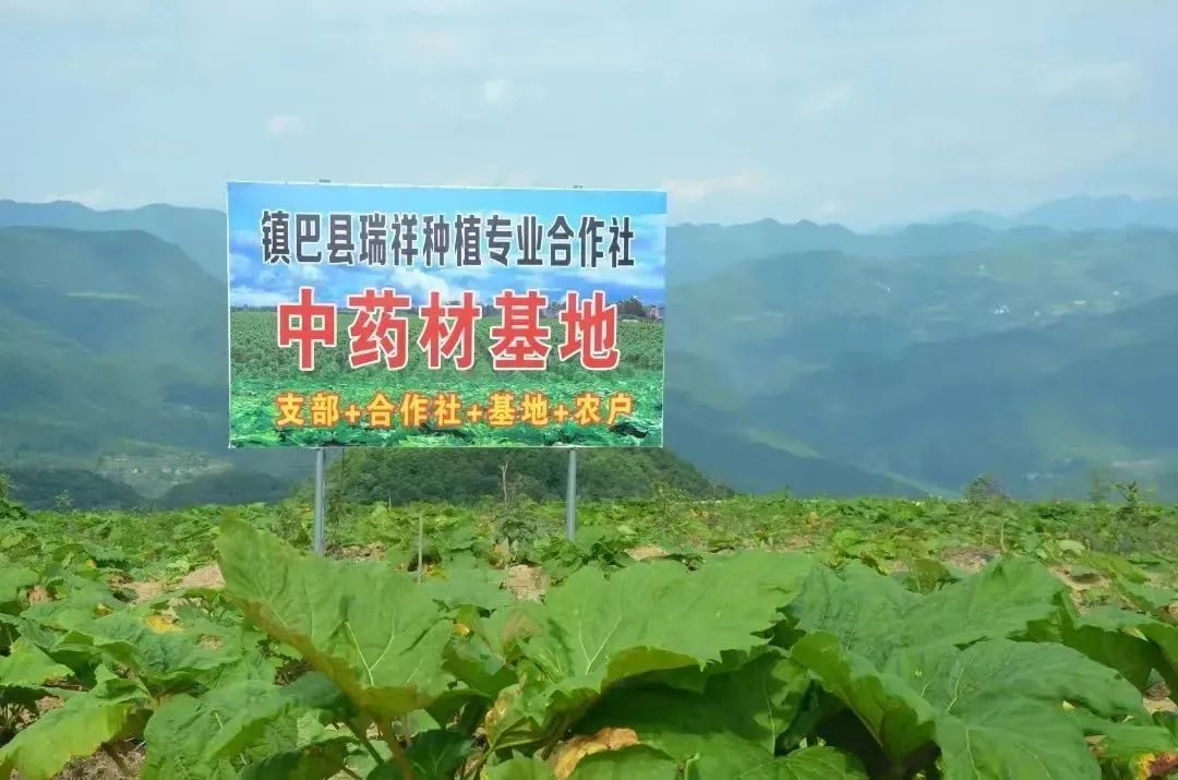 魔芋种植致富_魔芋种植致富经_致富种植魔芋视频