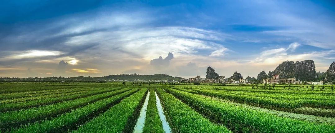 广西韭菜种植基地_广西韭菜基地_广西韭菜种植技术视频