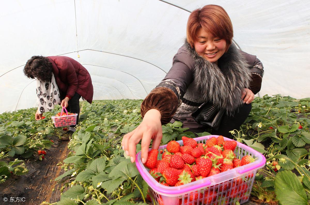 温室种植致富果实_温室种果树_致富果实温室种植视频