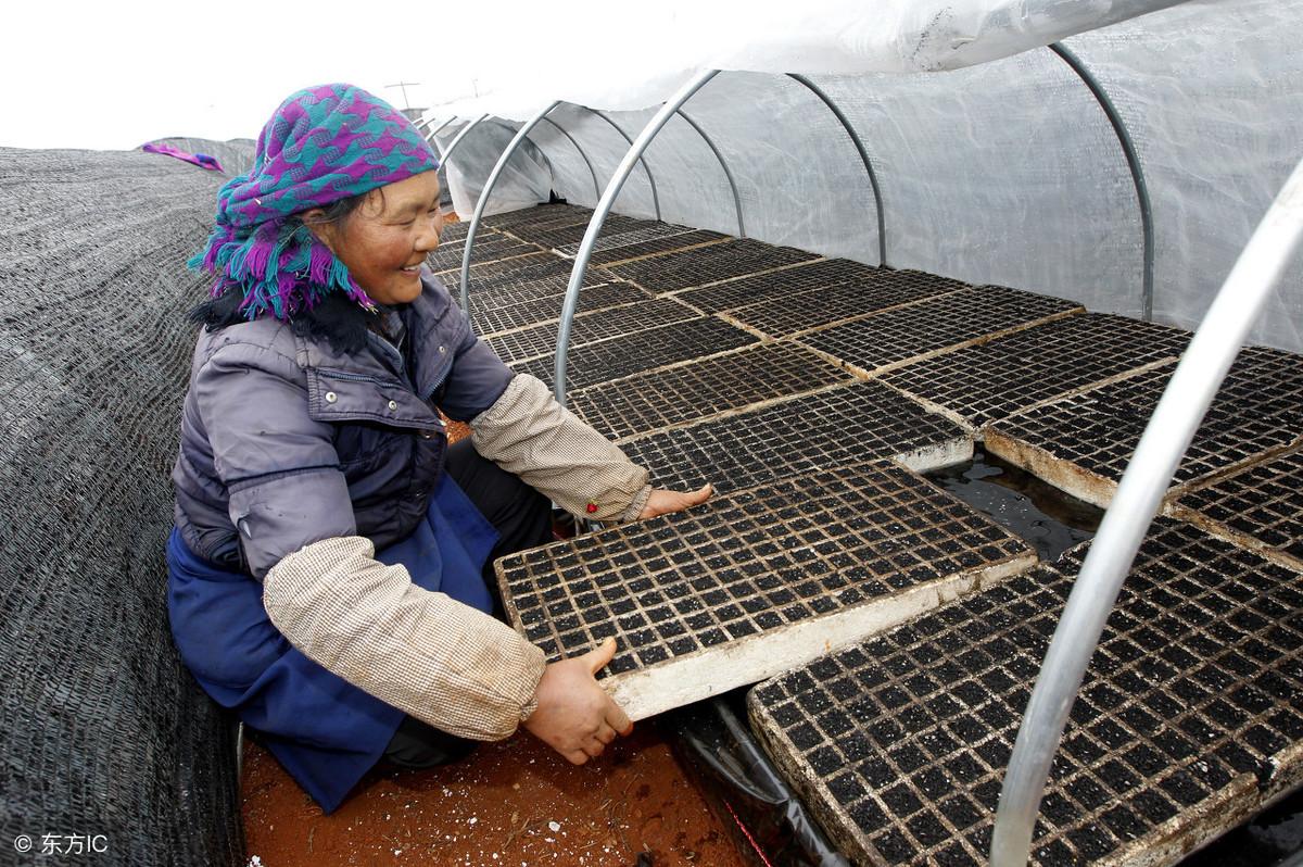 致富果实温室种植视频_温室种植致富果实_温室种果树