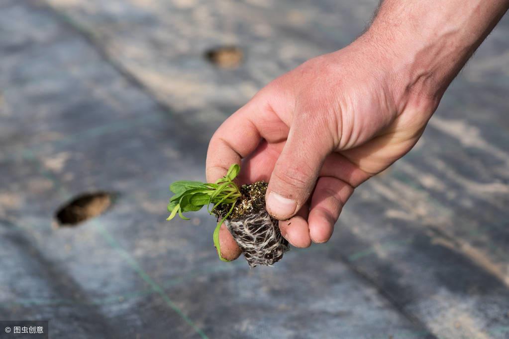 致富果实温室种植视频_温室种植致富果实_温室种果树