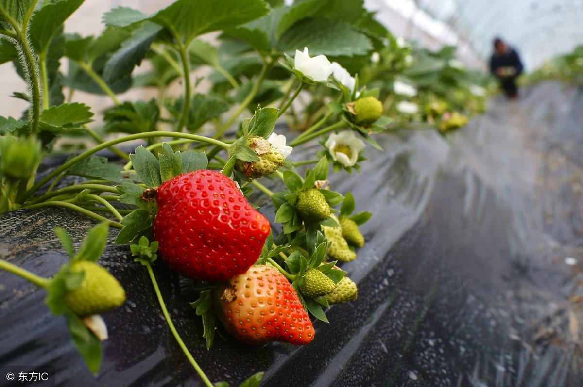 温室种植致富果实_温室种果树_致富果实温室种植视频