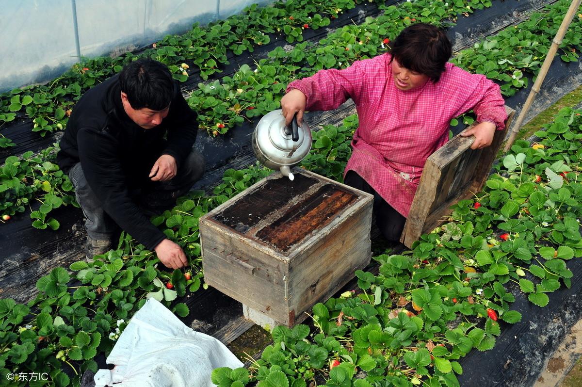 致富果实温室种植视频_温室种果树_温室种植致富果实