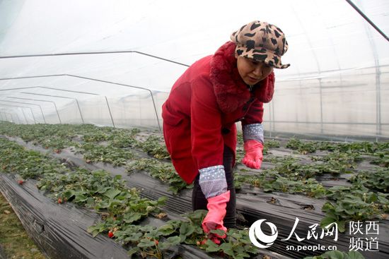 蔬菜大棚养殖猪违法吗_致富经养猪建蔬菜大棚_大棚养猪种菜致富经苑视频