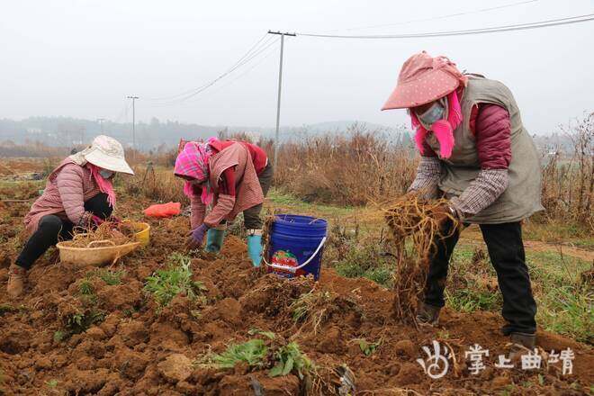 曲靖沾益区：中药材产业为群众开出致富良方