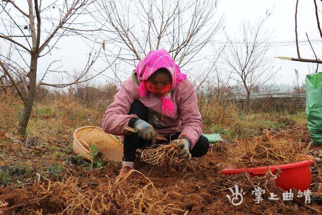 种植柠檬_土柠檬种植致富_种柠檬的土质要求