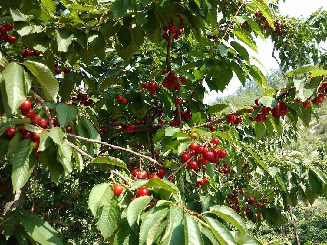 温棚樱桃怎么种植_大樱桃温棚种植技术_温室大棚樱桃种植管理技术详解