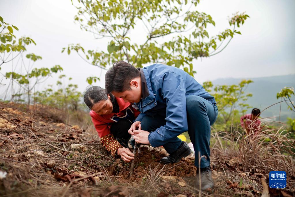 油桐种植效益_致富种植油桐怎么样_油桐种植致富