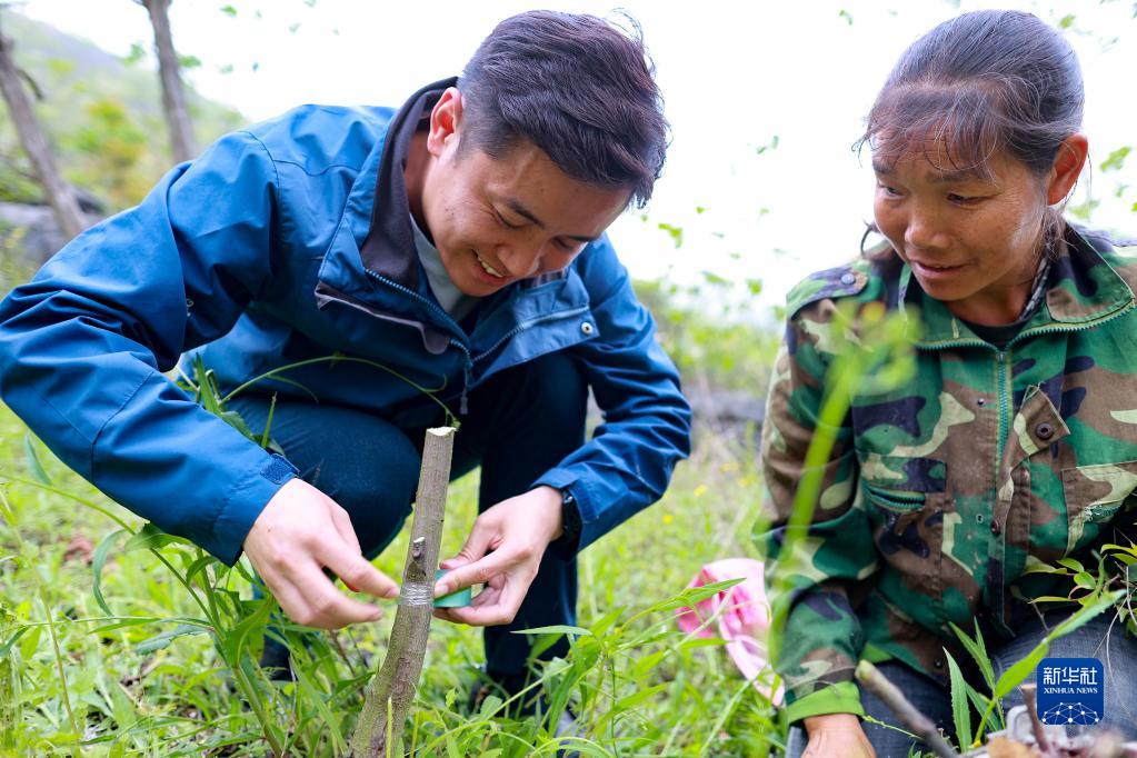 致富种植油桐怎么样_油桐种植效益_油桐种植致富