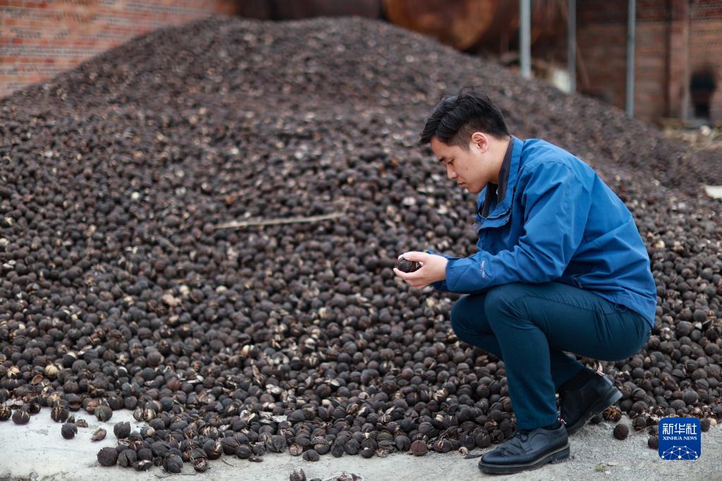 油桐种植效益_致富种植油桐怎么样_油桐种植致富