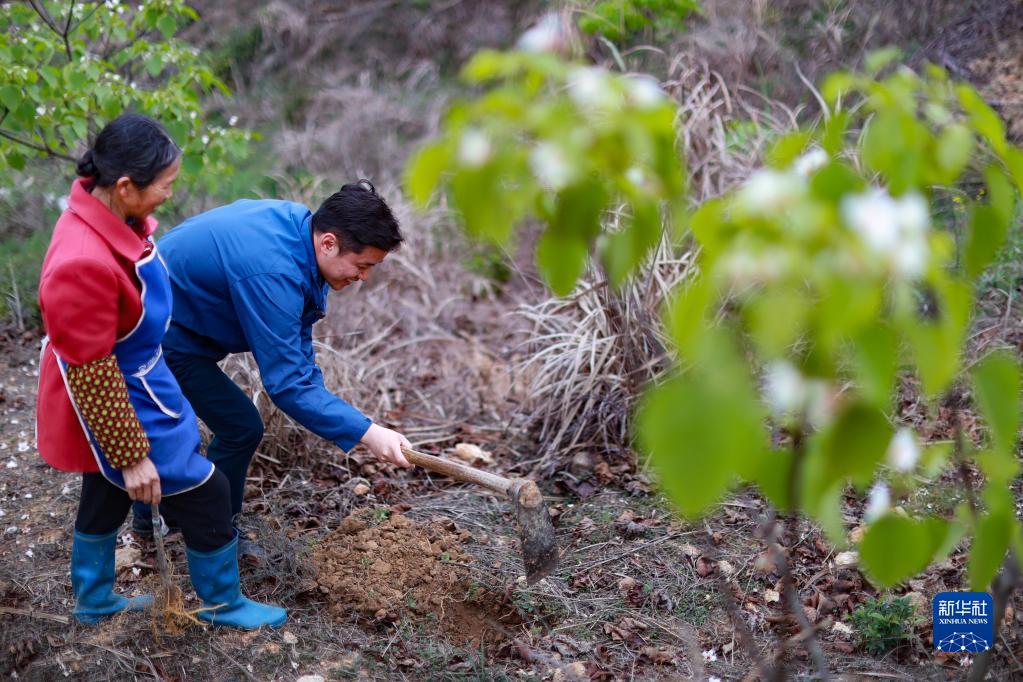 致富种植油桐怎么样_油桐种植效益_油桐种植致富