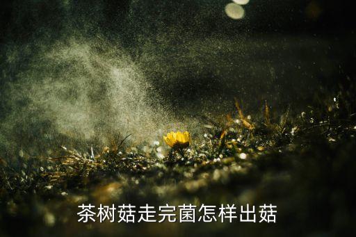 茶树菇走完菌怎样出菇