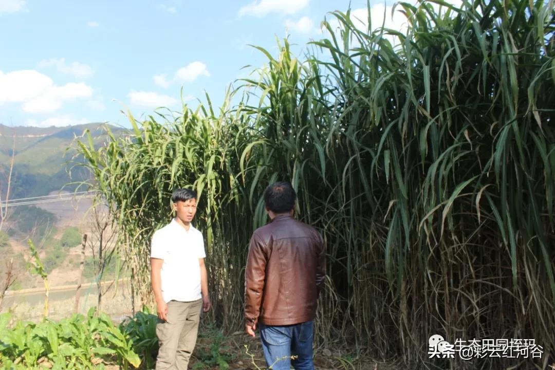 梯田能种植什么_梯田养殖致富_致富养殖梯田图片