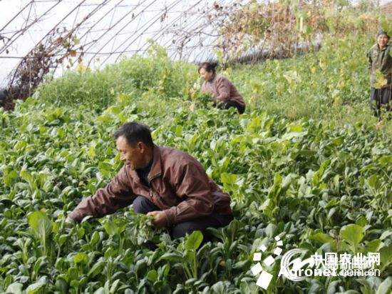 豆瓣菜种植方法