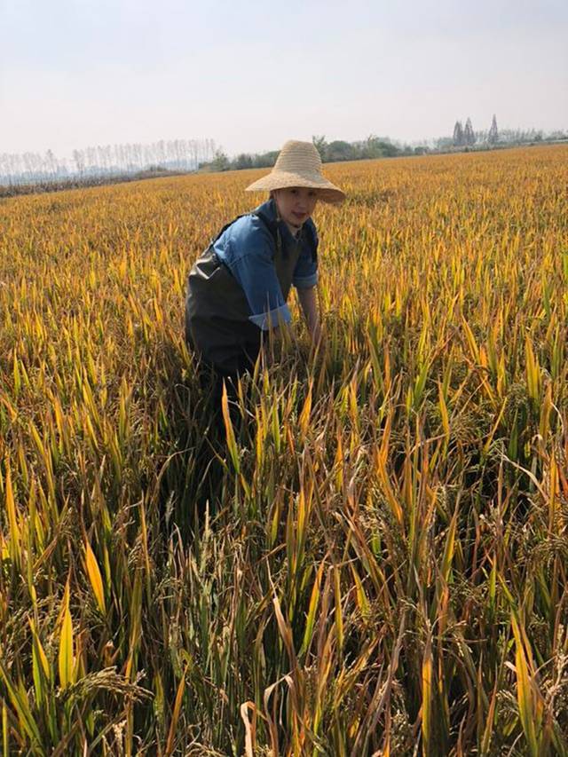 益阳龙虾养殖_岳阳养殖龙虾致富_益阳龙虾养殖基地