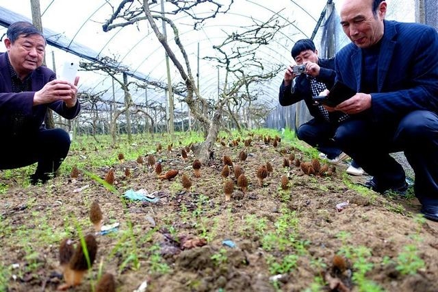 种羊肚菌四川致富经_四川种植羊肚菌技术基地在哪里_四川种植羊肚菌的大户