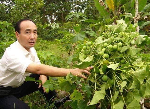 种植油桐树有前景吗_油桐种植致富_致富种植油桐怎么样