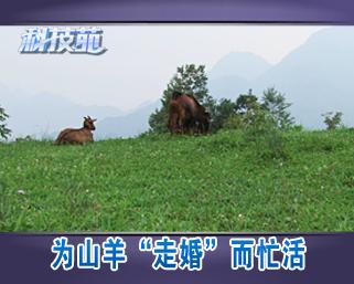 致富经之山羊养殖视频_养殖山羊视频播放_致富经山羊养殖技术视频