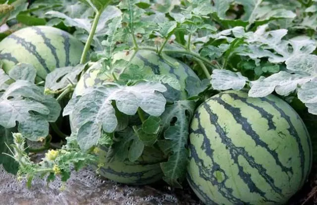 致富经西瓜种植全视频_致富西瓜种植方法图解_西瓜种植致富方法