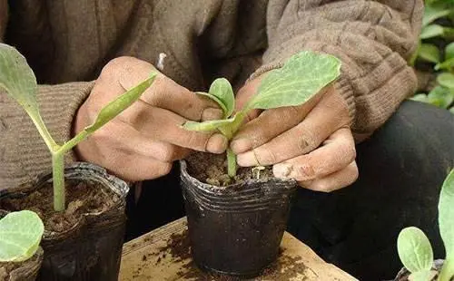 西瓜种植致富方法_致富西瓜种植方法图解_致富经西瓜种植全视频