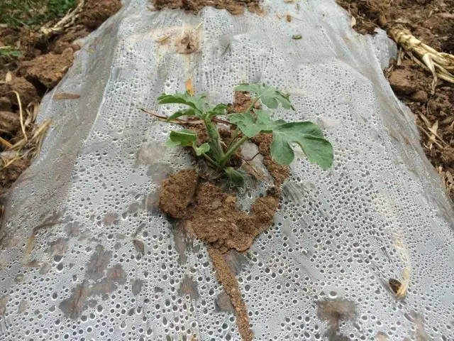 致富经西瓜种植全视频_西瓜种植致富方法_致富西瓜种植方法图解