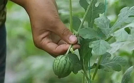 西瓜种植致富方法_致富西瓜种植方法图解_致富经西瓜种植全视频