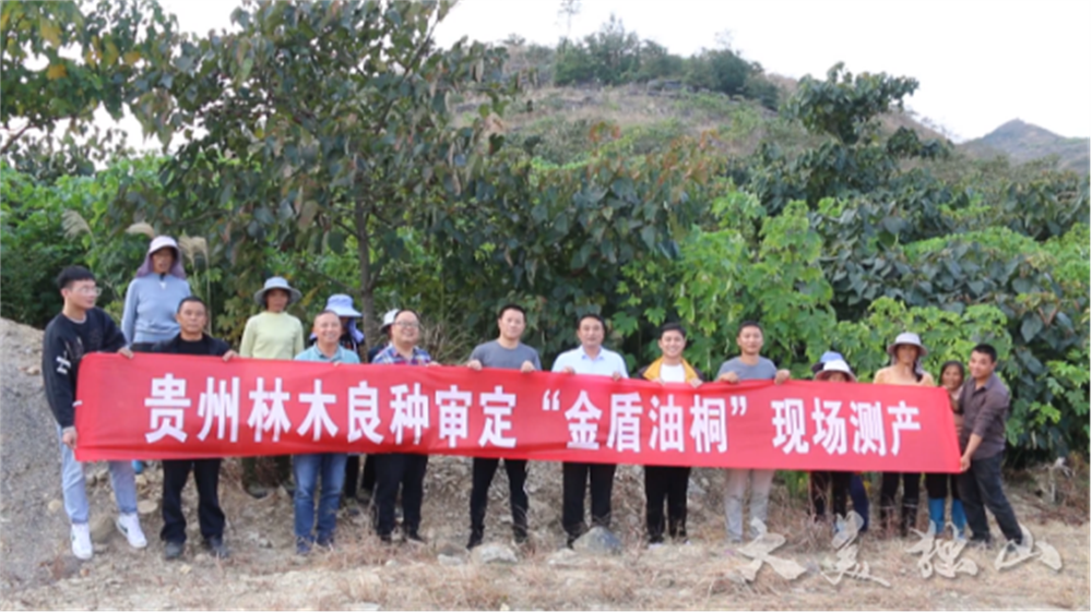 油桐种植致富_种植油桐树有前景吗_油桐种植效益