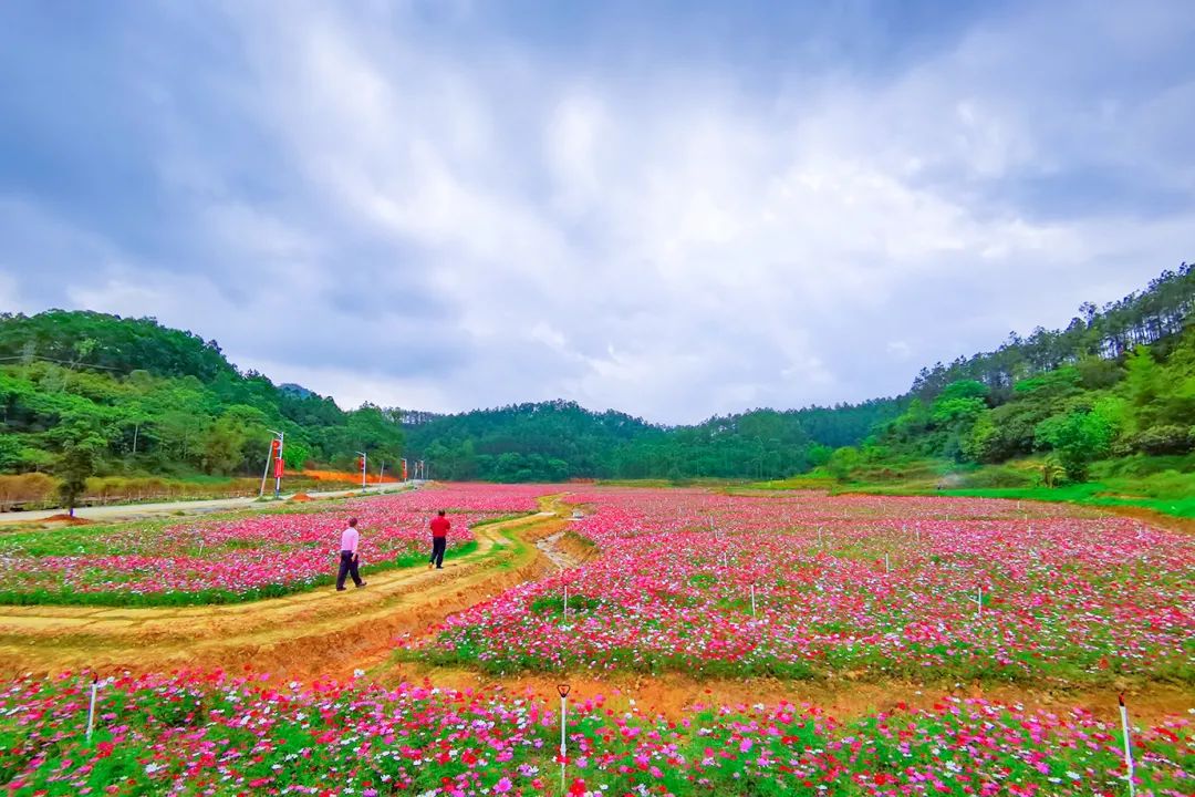 致富经陈丽敏 青蟹_致富经陈丽敏 青蟹_致富经陈丽敏 青蟹