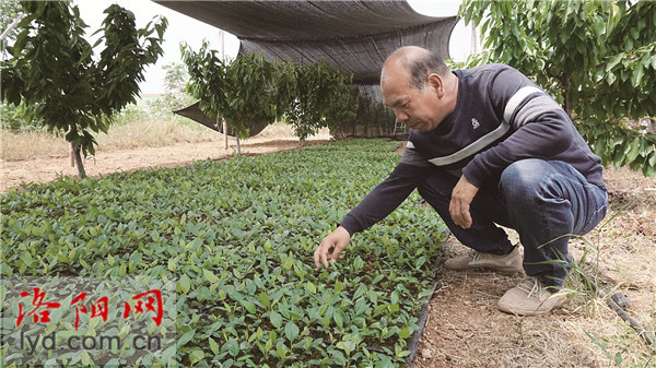 种植樱桃致富_致富种植樱桃图片大全_致富种植樱桃图片