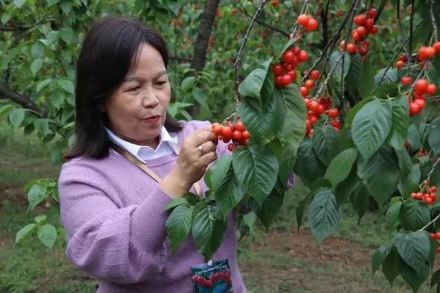 致富种植樱桃视频_种植樱桃挣钱吗_种植樱桃致富