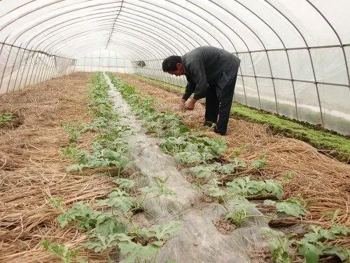 致富西瓜种植方法视频_致富经种西瓜致富的事_西瓜种植致富方法