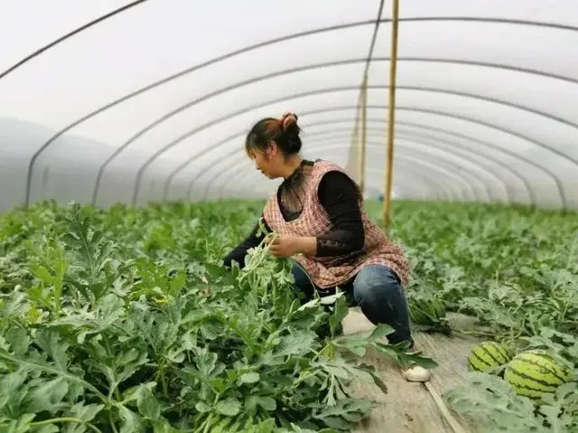 西瓜种植致富方法_致富经种西瓜致富的事_致富西瓜种植方法视频