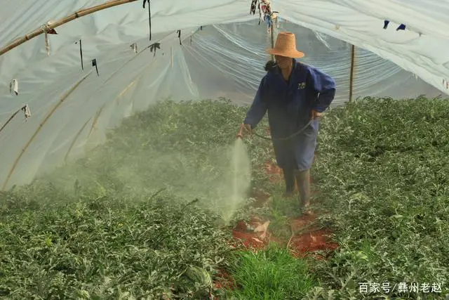 致富西瓜种植方法视频_致富经种西瓜致富的事_西瓜种植致富方法