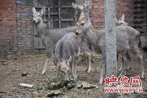 致富养殖梅花鹿赚钱吗_致富养殖梅花鹿怎么样_致富经养殖梅花鹿