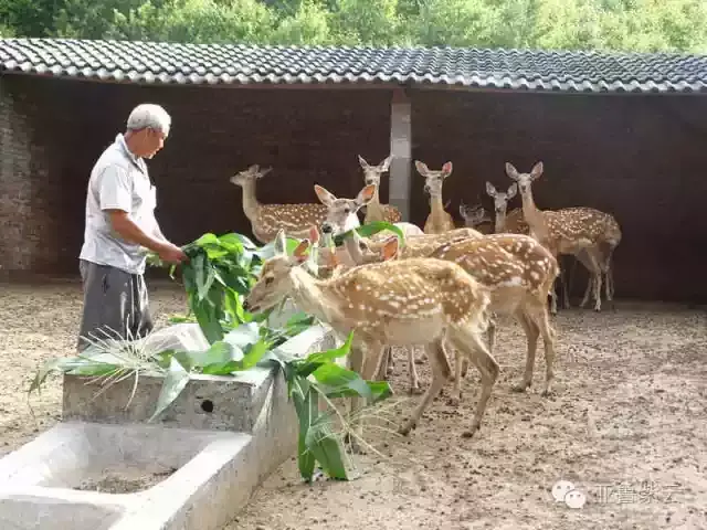 致富经养殖梅花鹿_致富养殖梅花鹿视频_养殖梅花鹿前景